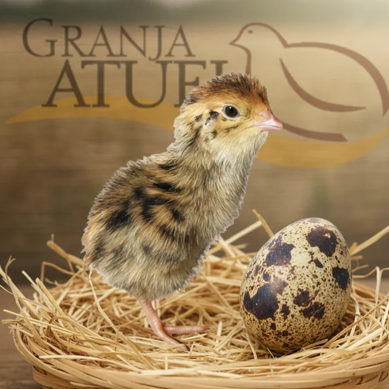Huevo de codorniz fértil eclosionando — crianza de codornices Granja Atuel